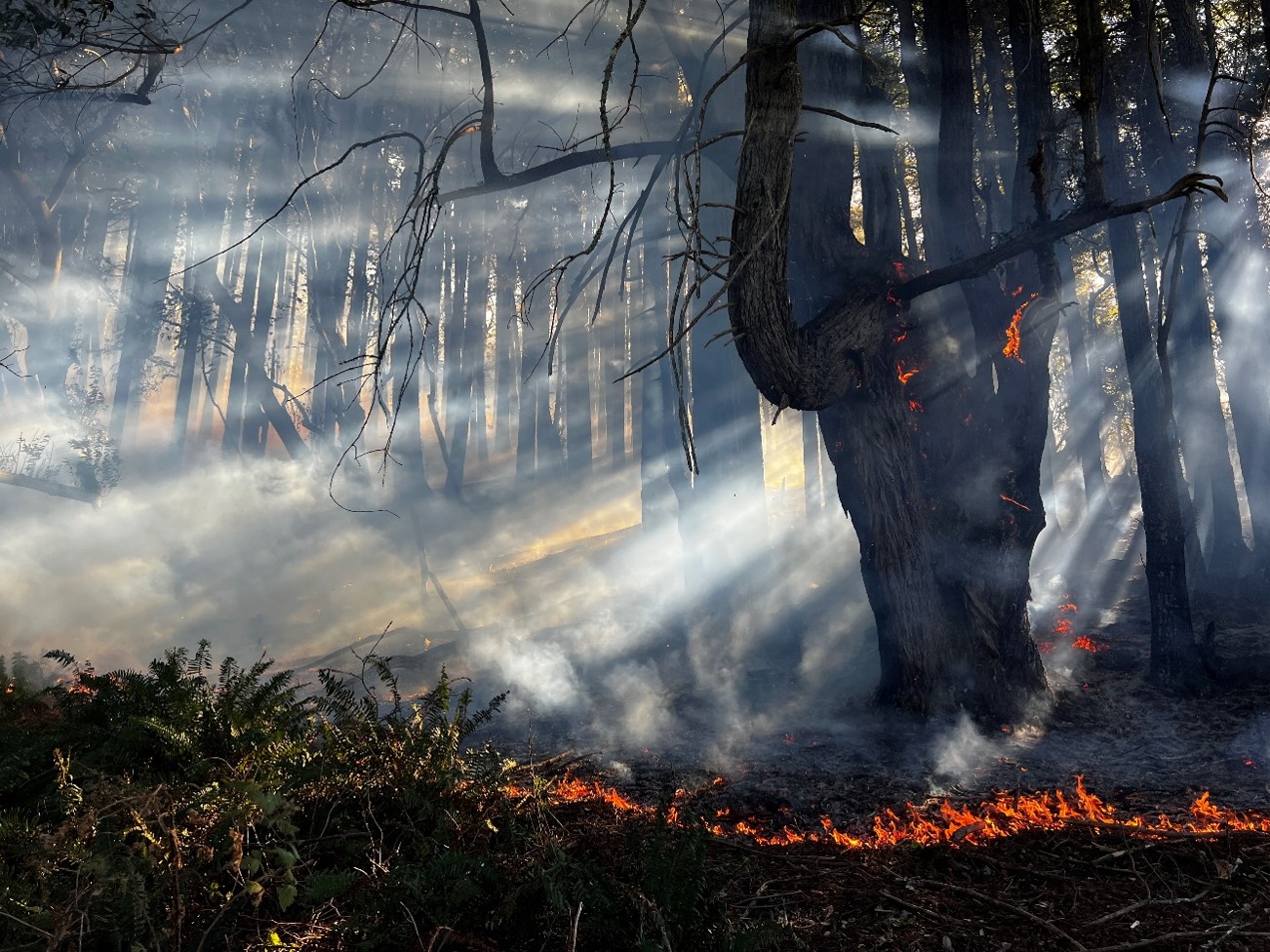 Sonoma Coast State Park Prescribed Burn